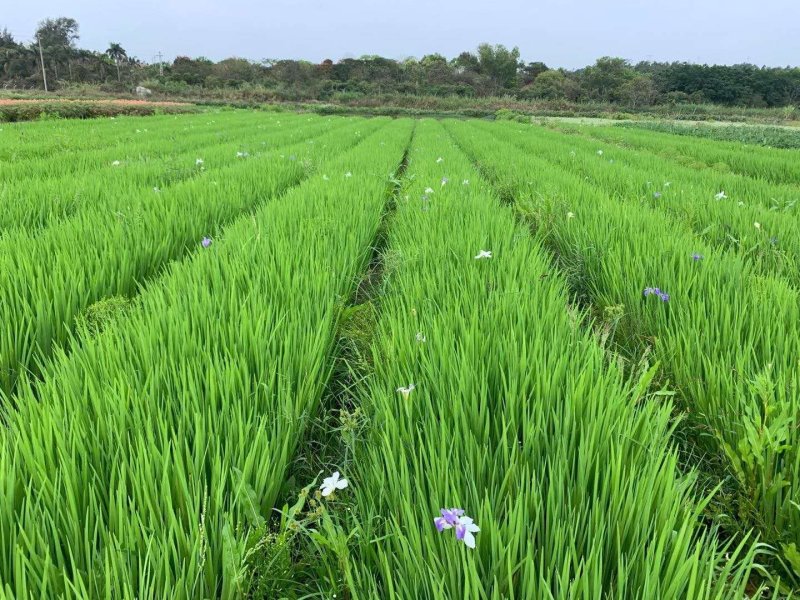 墨西哥羽毛草植物基地直供绿化工程袋苗