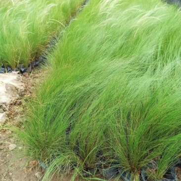 墨西哥羽毛草植物基地直供绿化工程袋苗