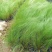 墨西哥羽毛草植物基地直供绿化工程袋苗