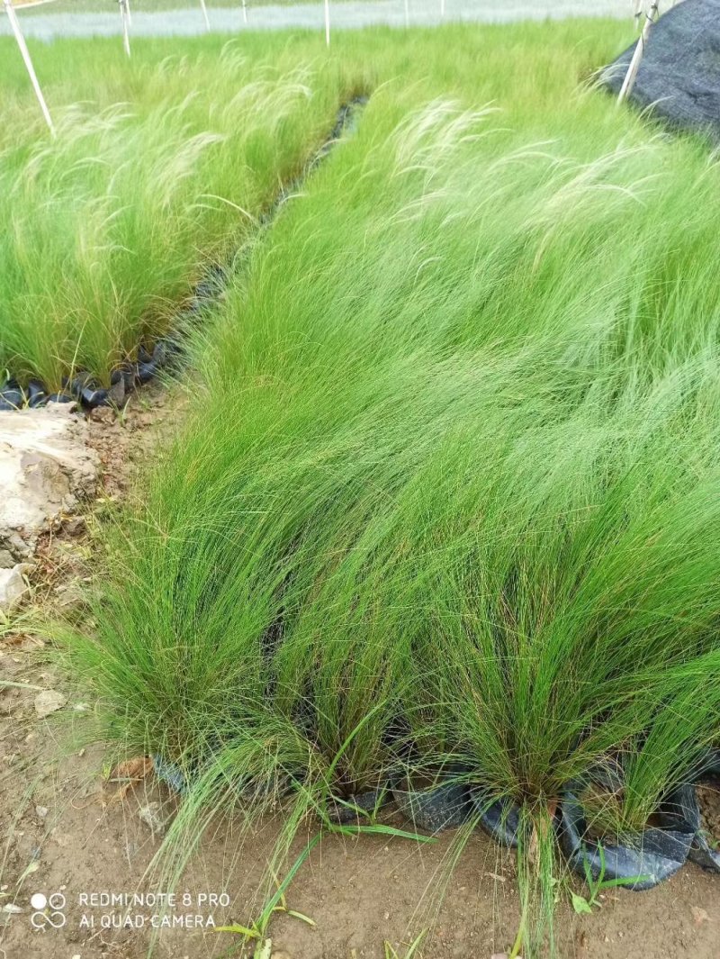 墨西哥羽毛草植物基地直供绿化工程袋苗