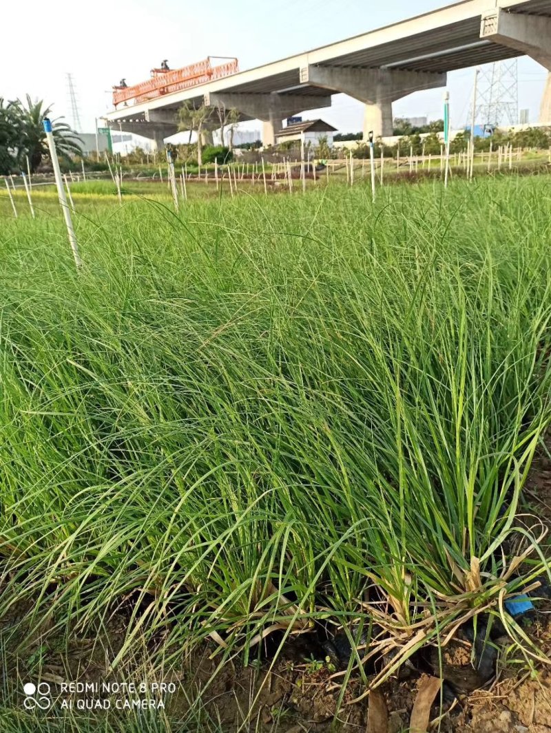 墨西哥羽毛草植物基地直供绿化工程袋苗