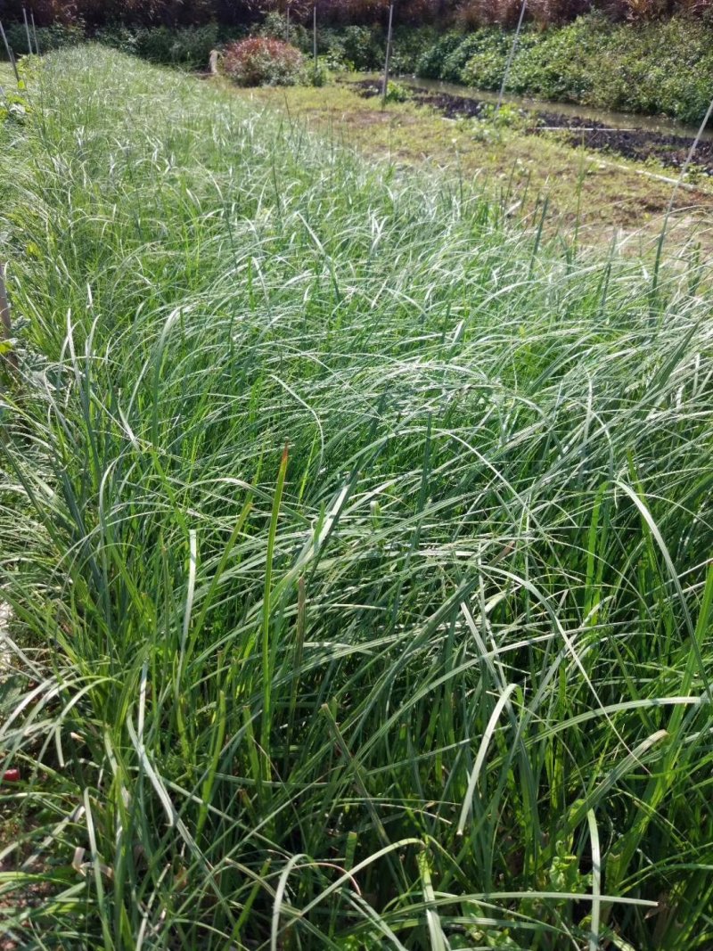 墨西哥羽毛草植物基地直供绿化工程袋苗