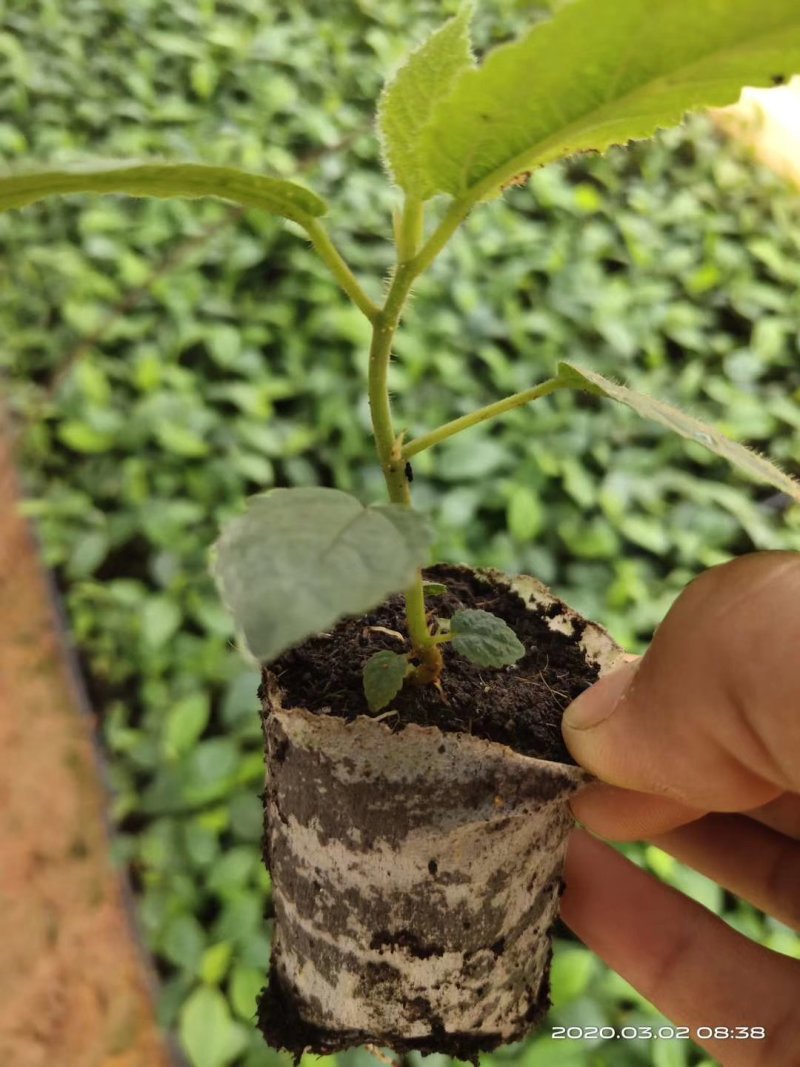 广西基质土五指毛桃苗！根系发达好！