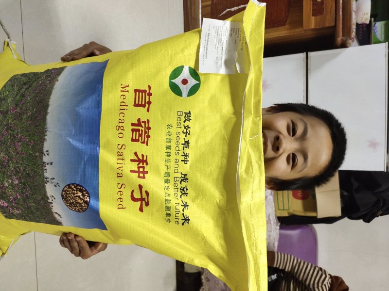 苜蓿种子紫花苜蓿草种子牛羊马兔草种子紫花苜蓿草种子