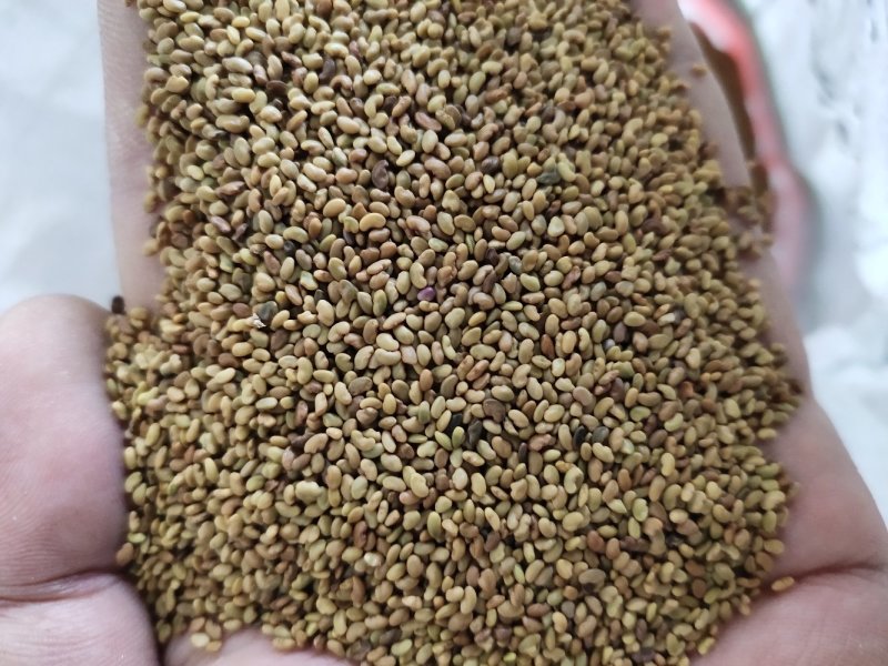 苜蓿种子紫花苜蓿草种子牛羊马兔草种子紫花苜蓿草种子