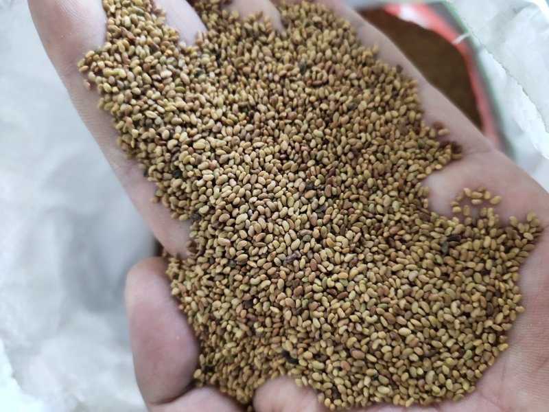 苜蓿种子紫花苜蓿草种子牛羊马兔草种子紫花苜蓿草种子