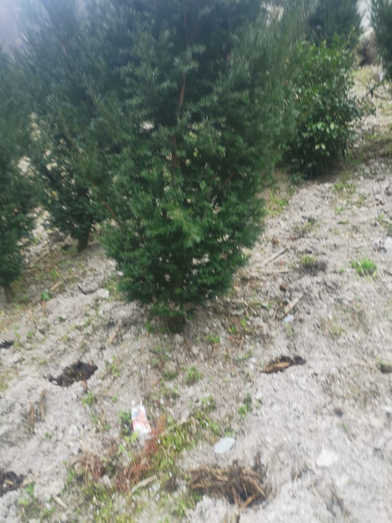 四川基地批发曼地亚红豆杉挂果树，保湿包装，成活率高。