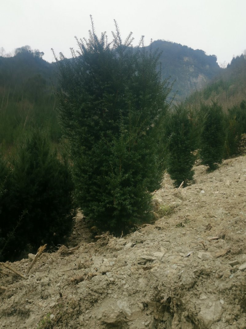 四川基地批发曼地亚红豆杉挂果树，保湿包装，成活率高。
