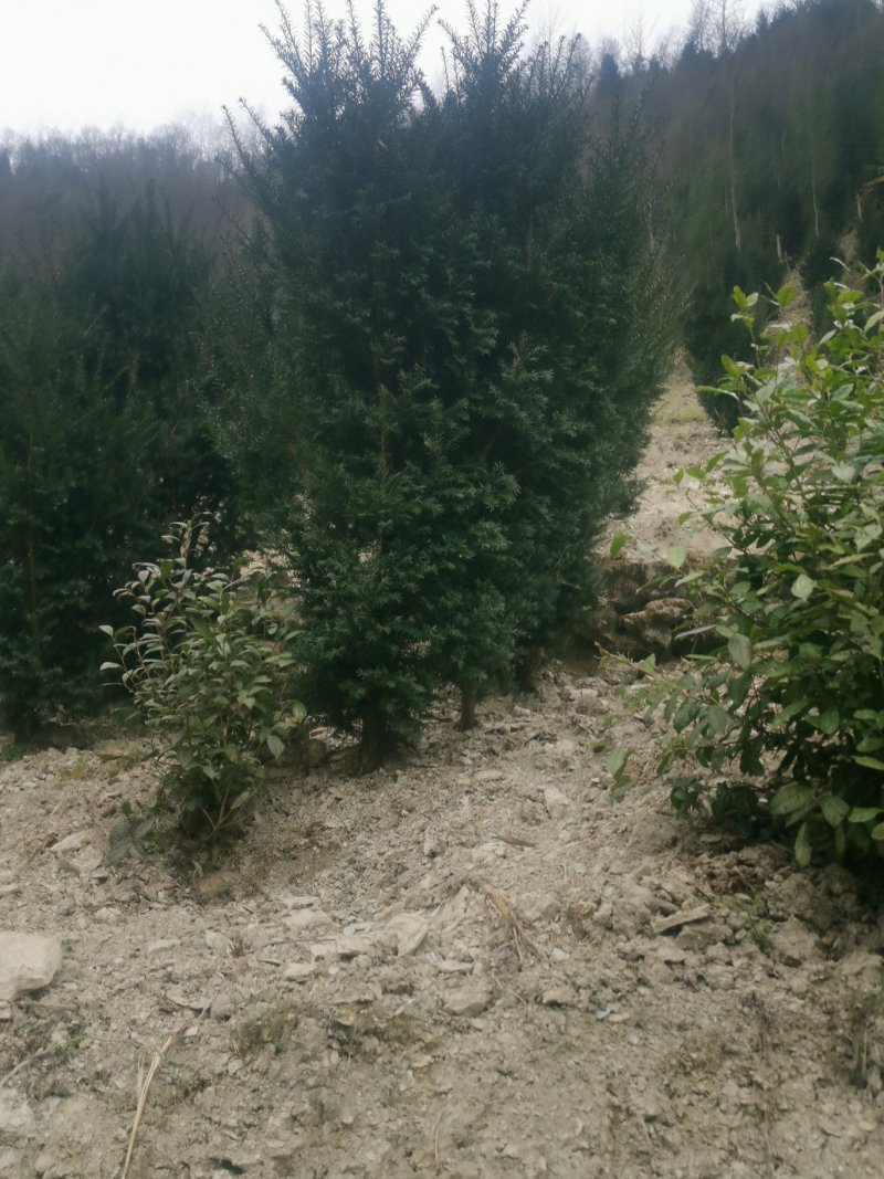 四川基地批发曼地亚红豆杉挂果树，保湿包装，成活率高。