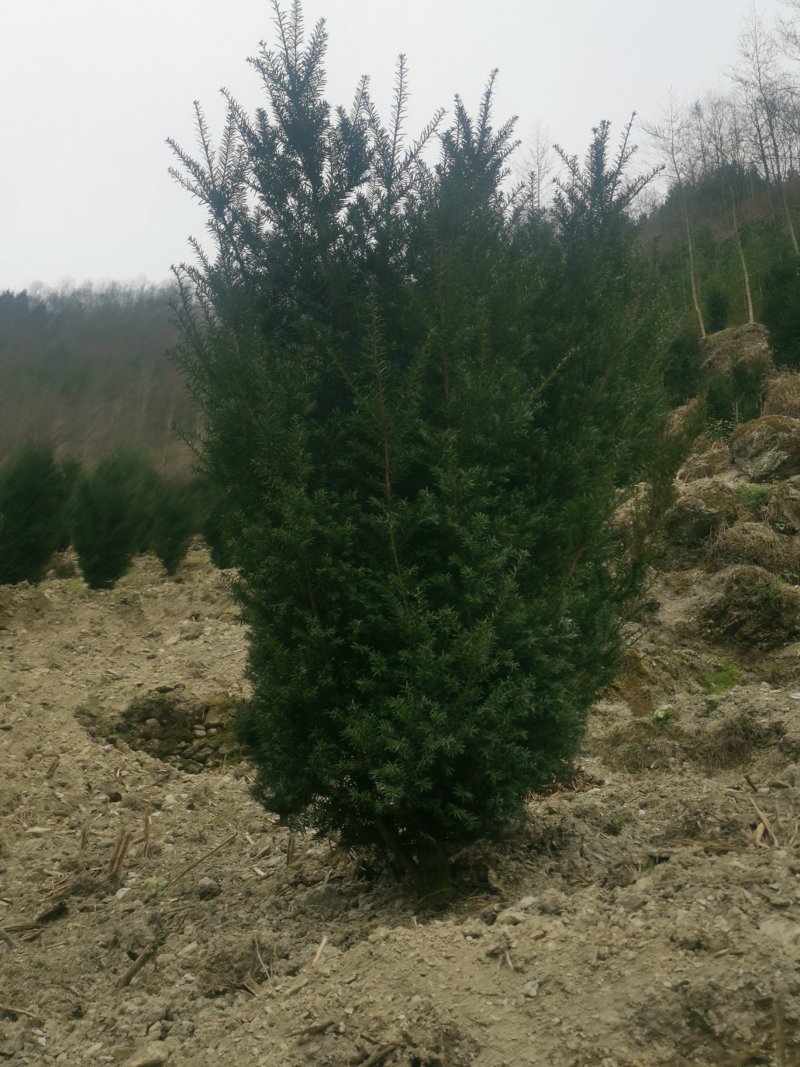 四川基地批发曼地亚红豆杉挂果树，保湿包装，成活率高。