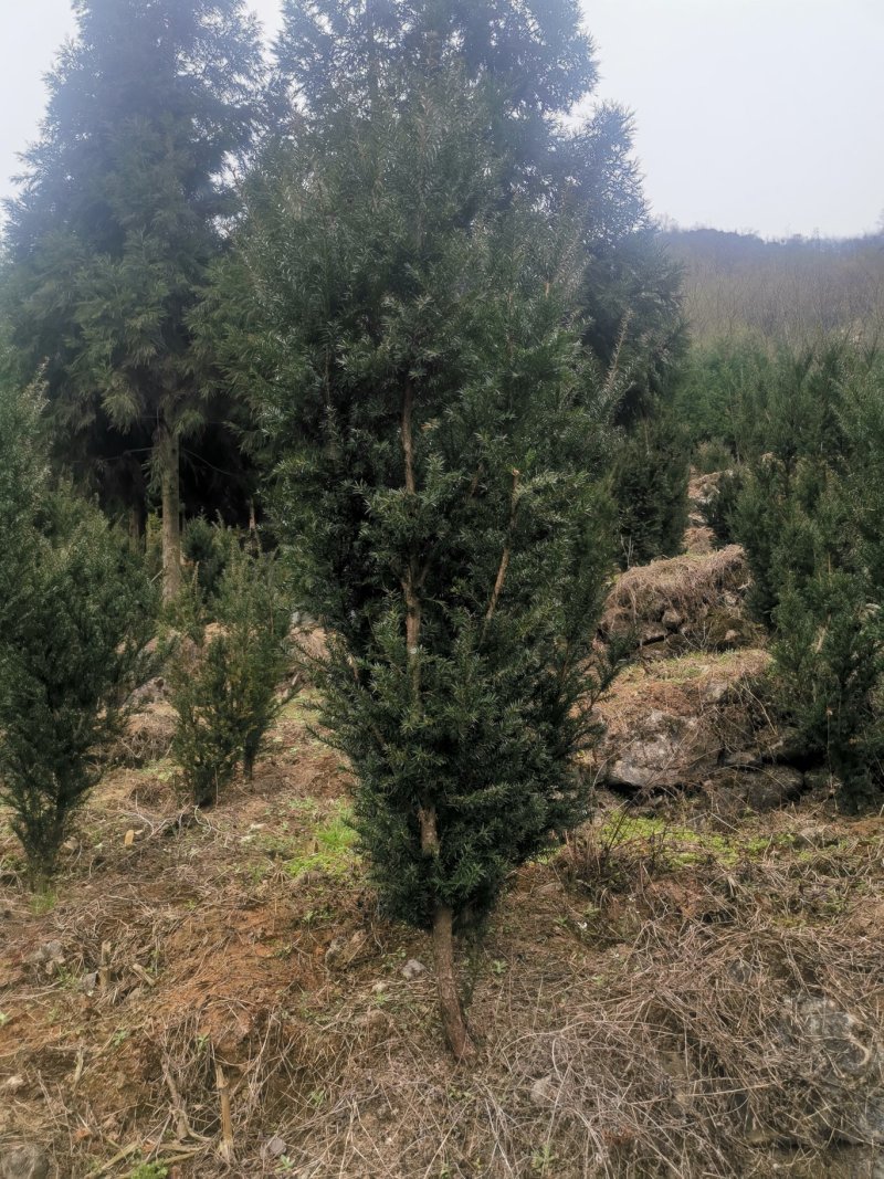 四川基地批发曼地亚红豆杉挂果树，保湿包装，成活率高。