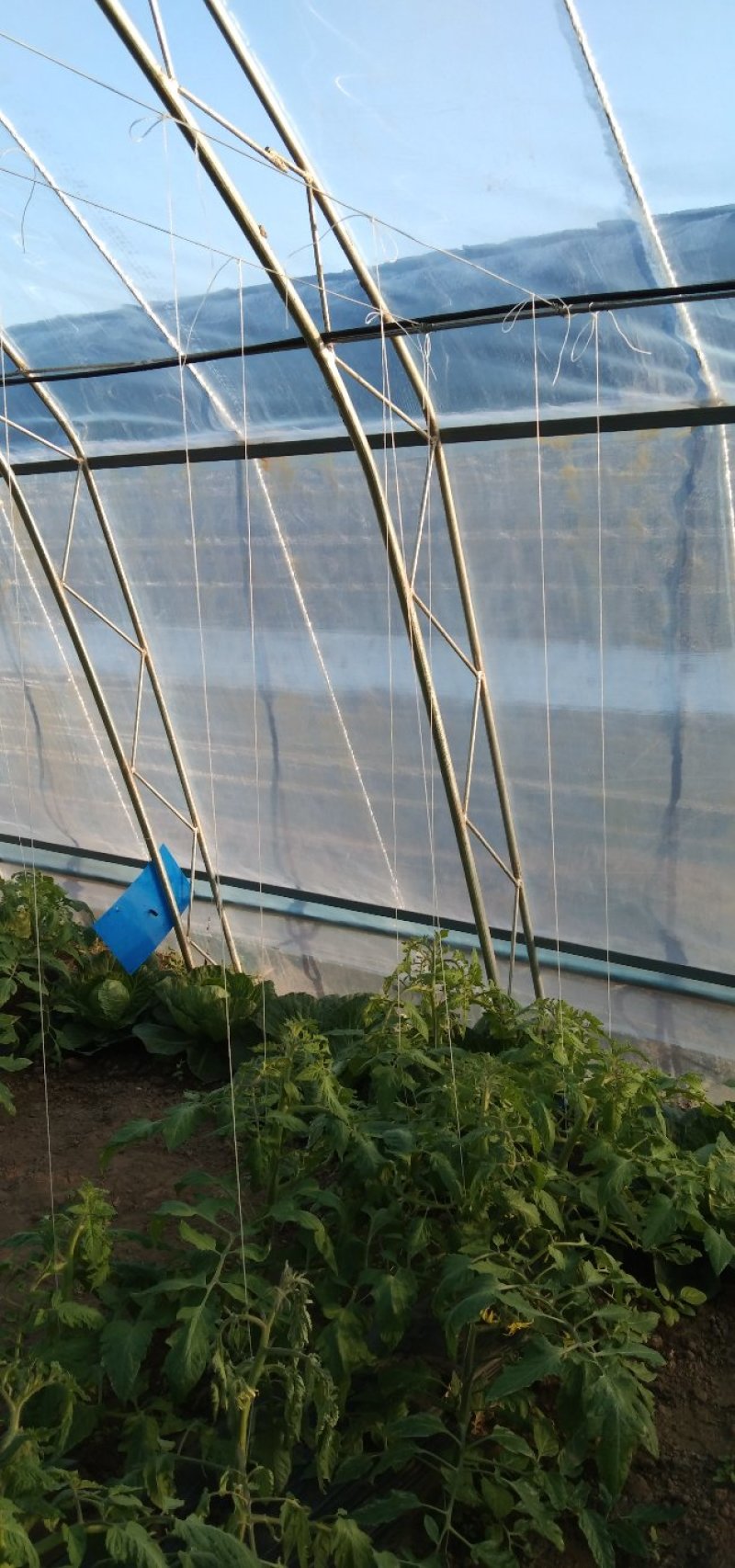 德隽成节能环保高温大棚