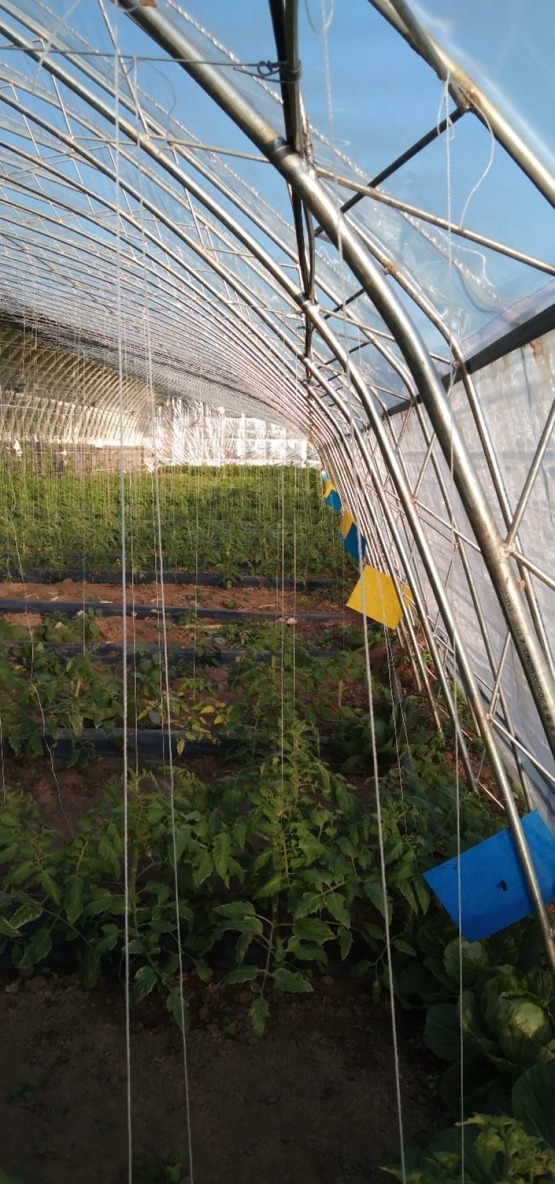 德隽成节能环保高温大棚