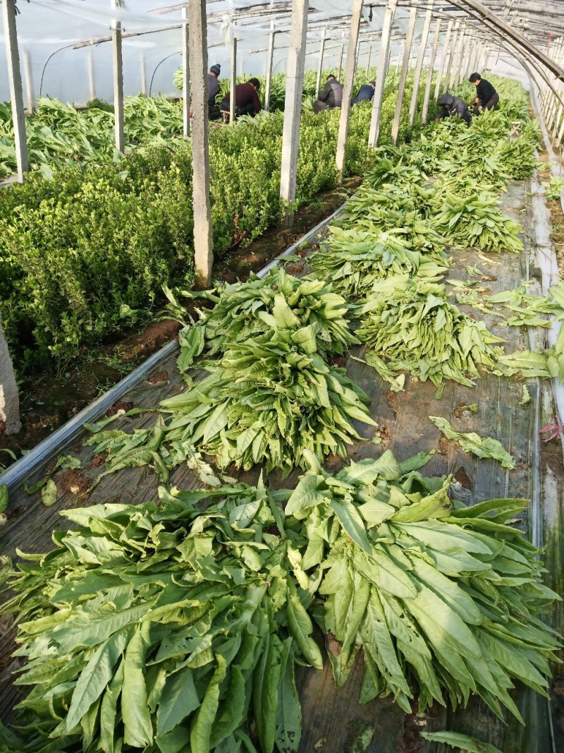 青卅三青皮莴苣