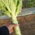 山东莴苣
