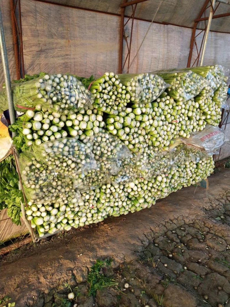 原产地劈掰芹菜各种规格长期供应批发市场食品厂