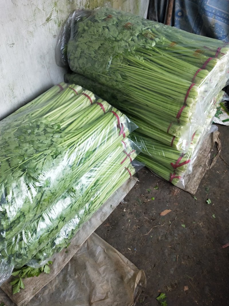 原产地劈掰芹菜各种规格长期供应批发市场食品厂