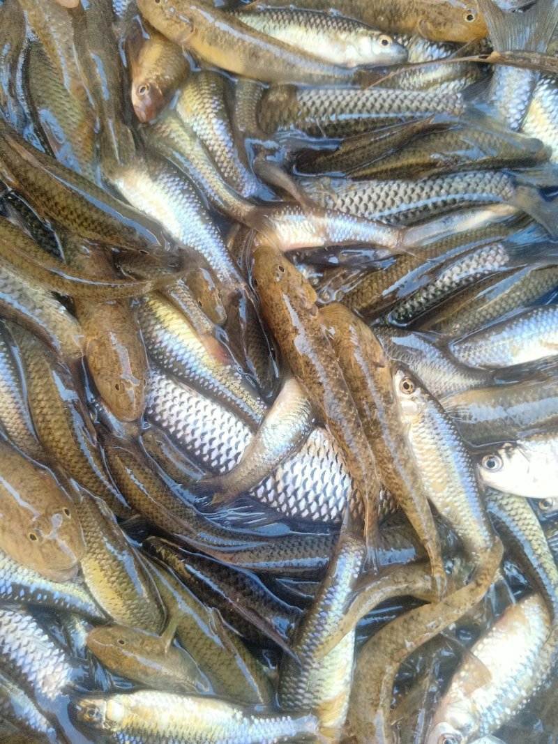 金鱼澡龙虾螃蟹养殖净化水质河道清理专用，