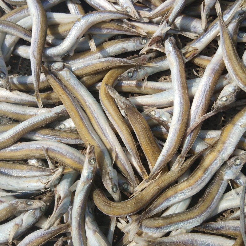 小条面条鱼（银针鱼），欢迎合作