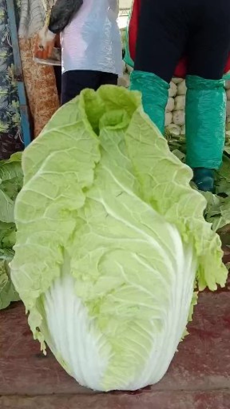 《精品》兰陵县弓棚黄心大白菜，大量上市中，货源充足