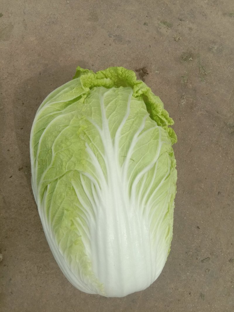 《精品》兰陵县弓棚黄心大白菜，大量上市中，货源充足