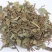 矮地茶，常年批发供应矮地茶，中药材，农产品