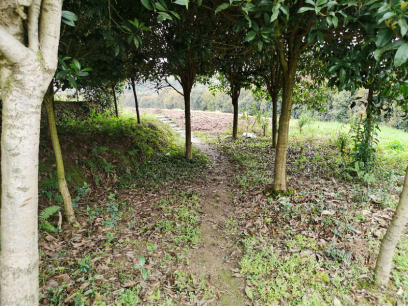 桂花八月桂四季桂10公分
