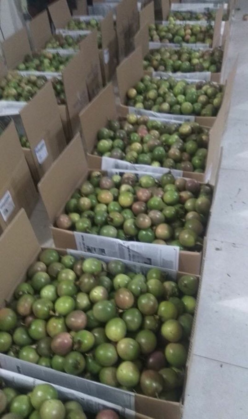 越南百香果