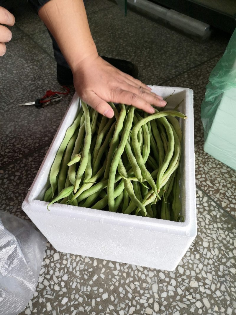无筋豆豆王芸豆无丝豆3斤5斤9斤电商一件代发包售后
