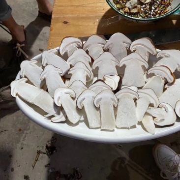 赤松茸
