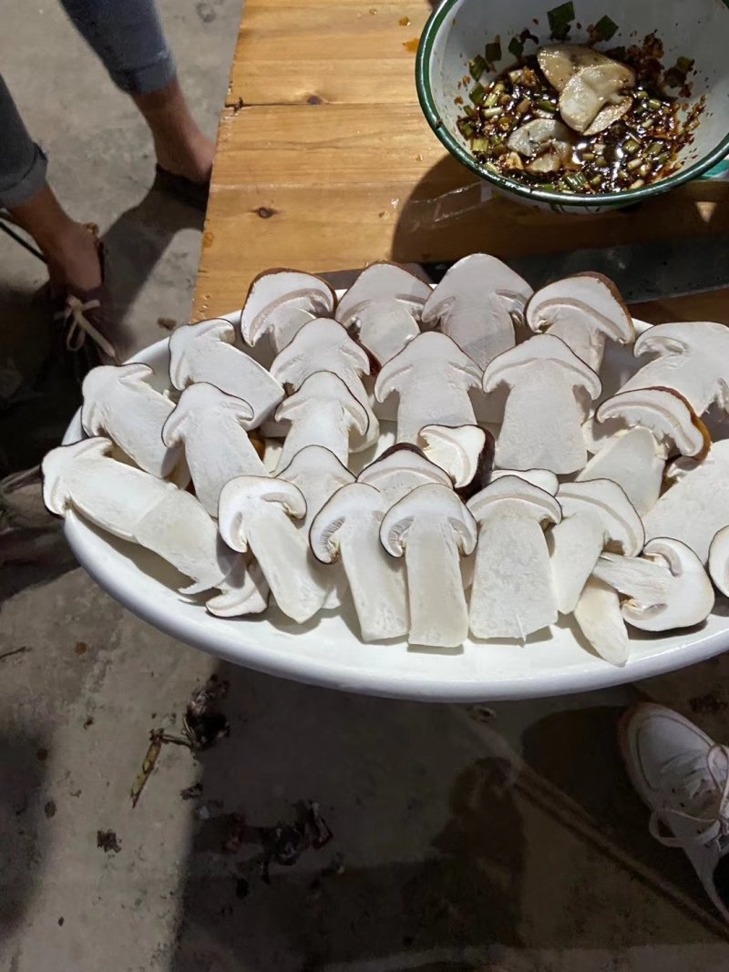 赤松茸