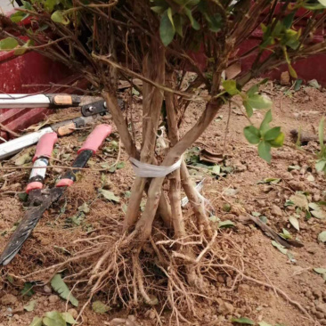 金银花小苗