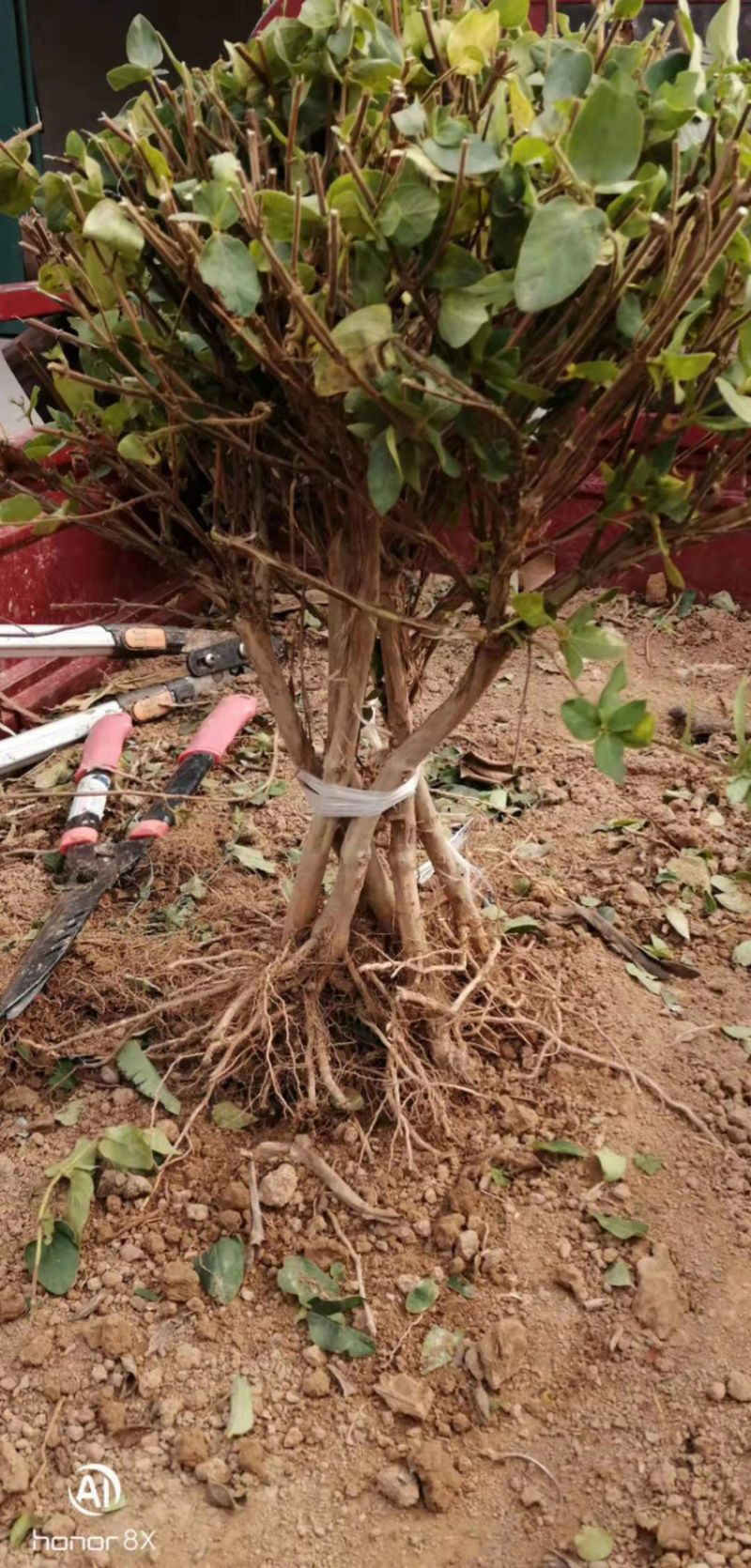 金银花小苗