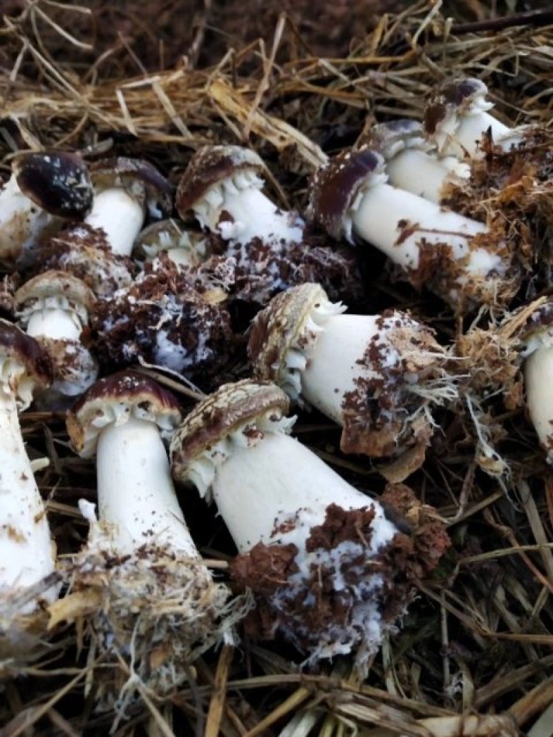 赤松茸