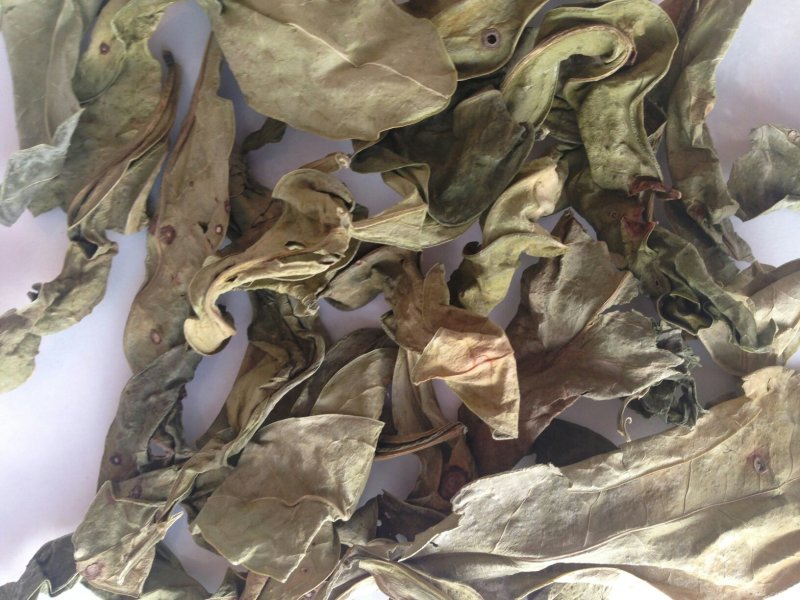 龙脷叶，常年批发供应冷背中草药，龙脷叶