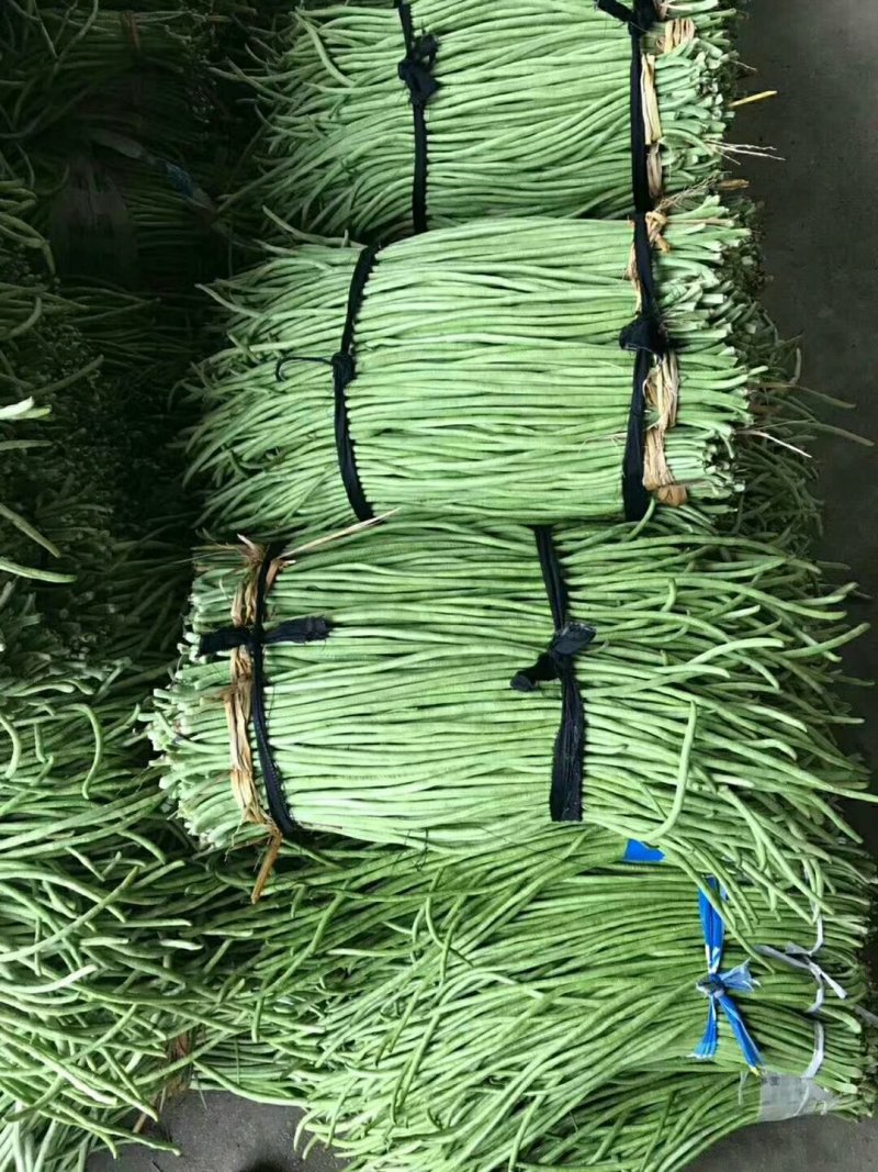 陕西汉中豇豆(现货)条行长颜色正无虫眼量足