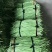 陕西汉中豇豆(现货)条行长颜色正无虫眼量足