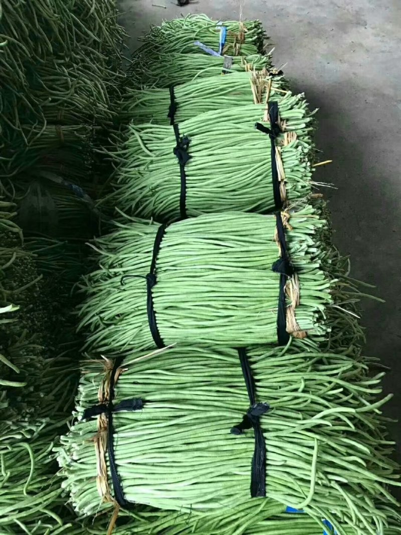 陕西汉中豇豆(现货)条行长颜色正无虫眼量足