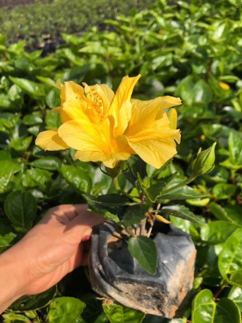复瓣茉莉花各种颜色规格需要的联系欢迎新老客户下单