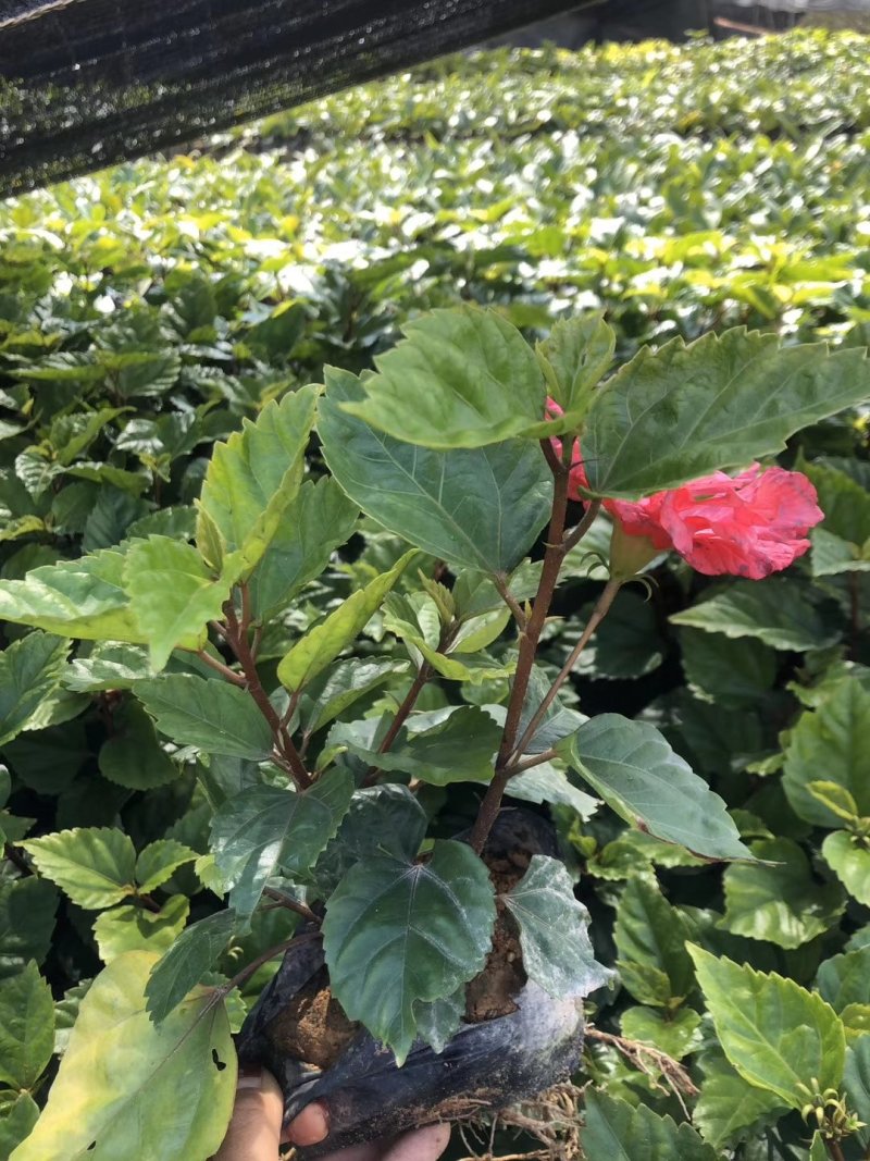 复瓣茉莉花各种颜色规格需要的联系欢迎新老客户下单