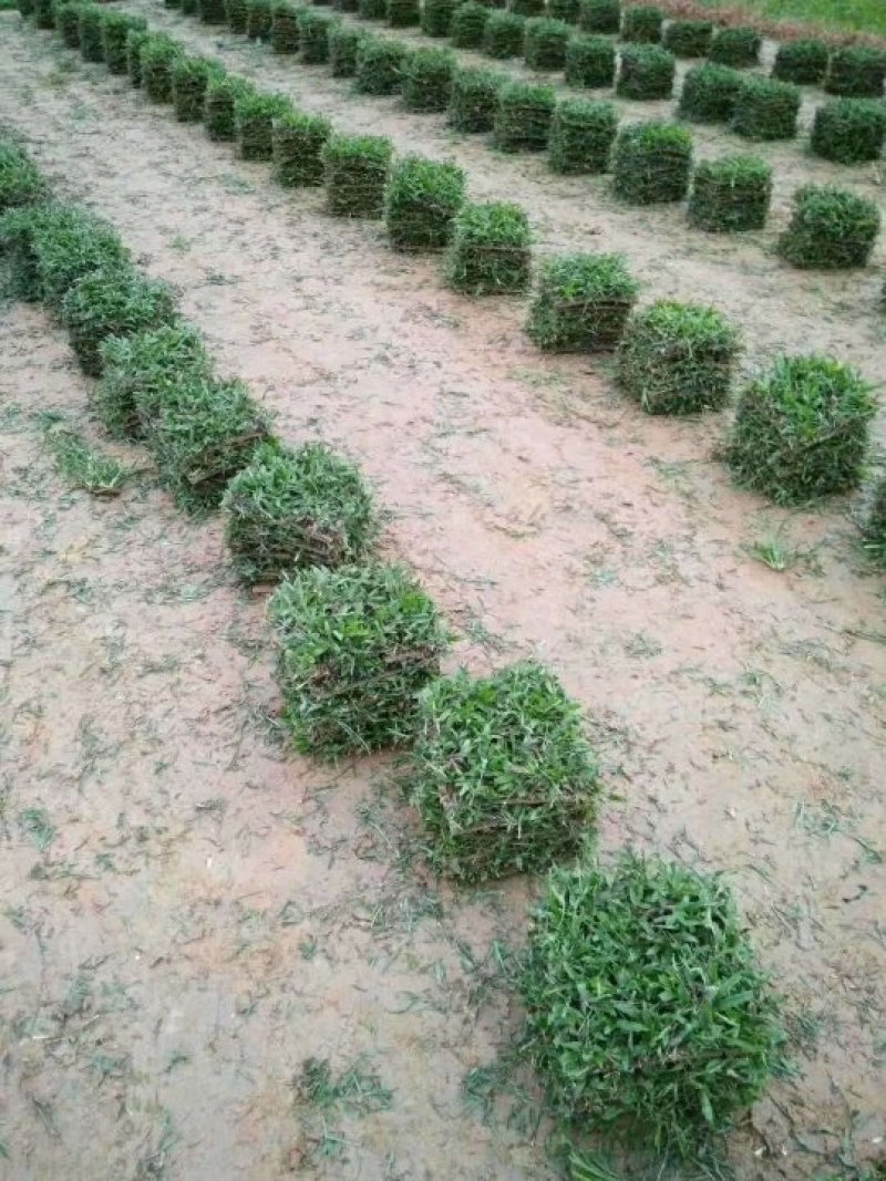 广州增城阿兰绿化草皮批发