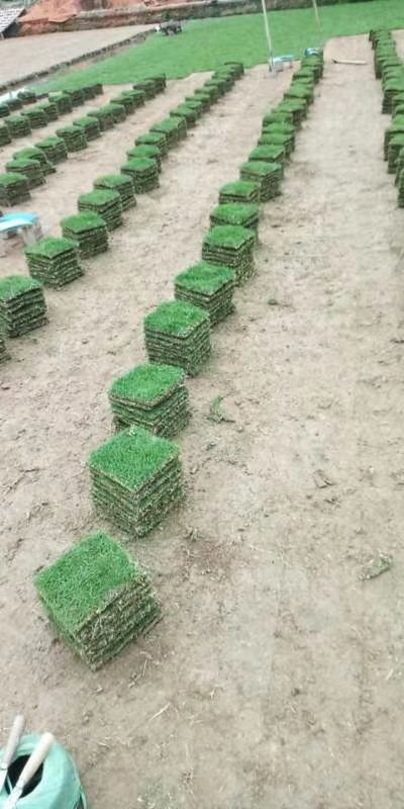 广州增城阿兰绿化草皮批发