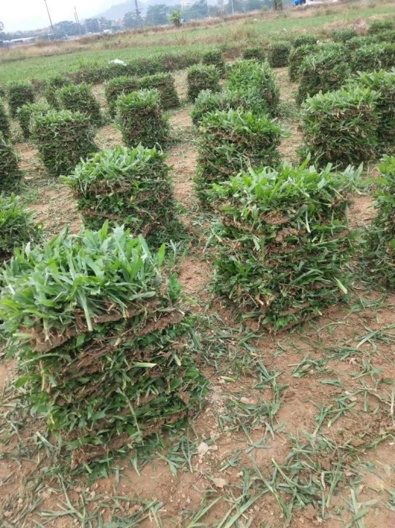 广州增城阿兰绿化草皮批发