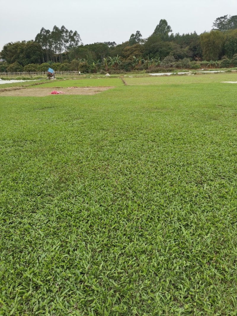 广州增城阿兰绿化草皮批发