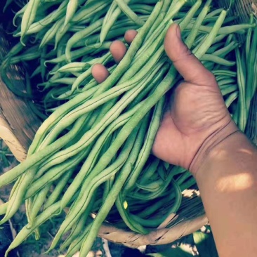 无筋豆豆王芸豆无丝豆3斤5斤9斤电商一件代发包售后