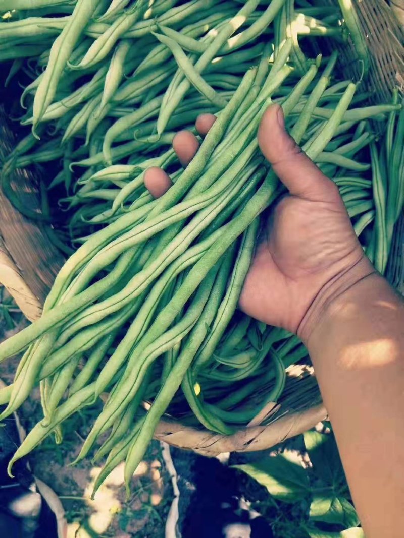 无筋豆豆王芸豆无丝豆3斤5斤9斤电商一件代发包售后