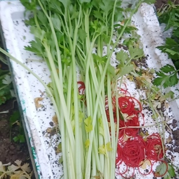 芹菜