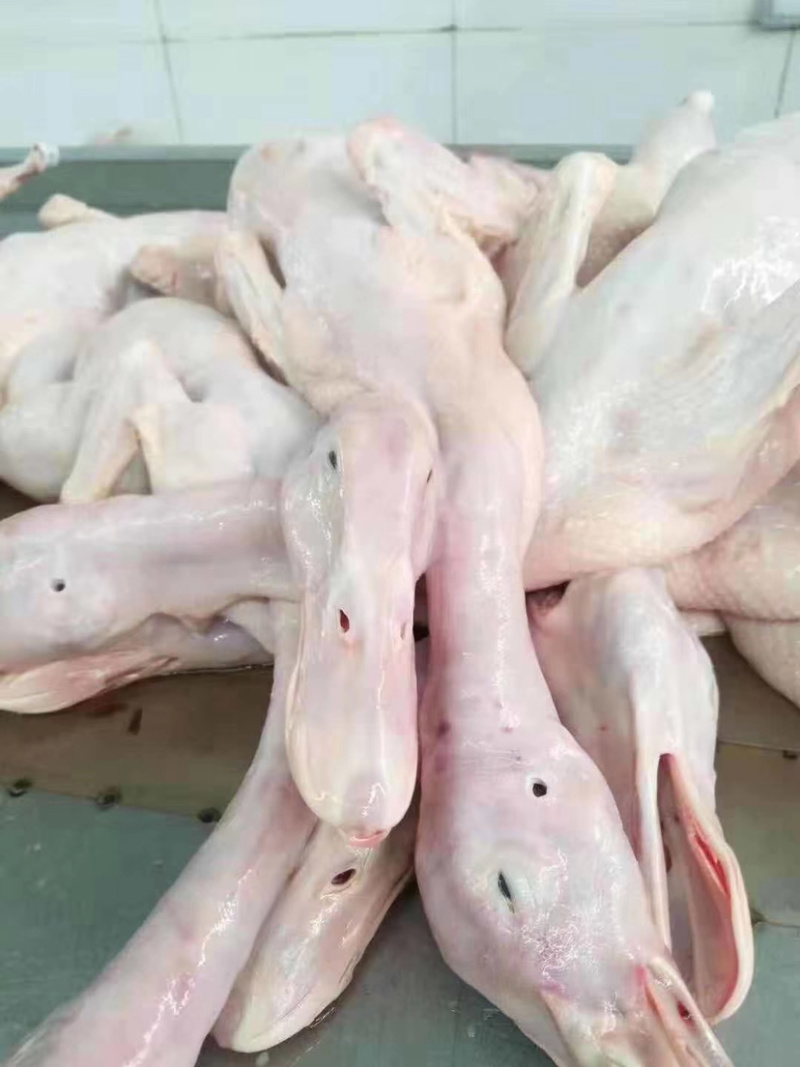 白条鸭
