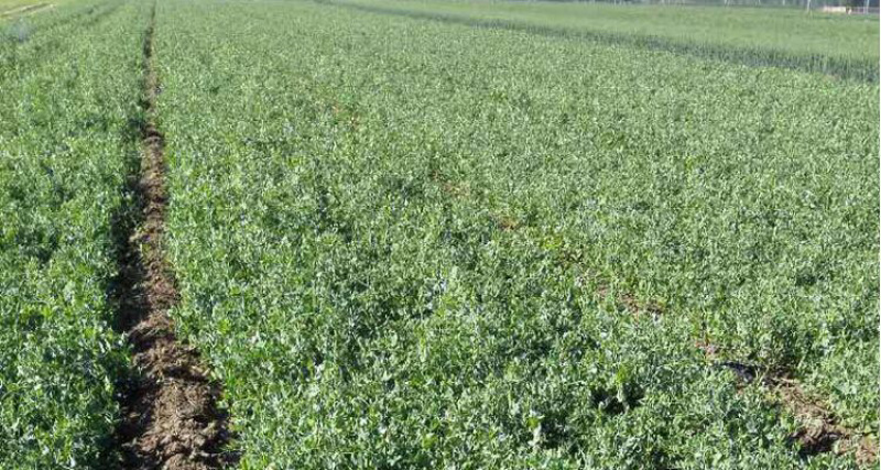 豌豆荚豌豆甜豌豆干豌豆籽籽颗粒饱满支持代发