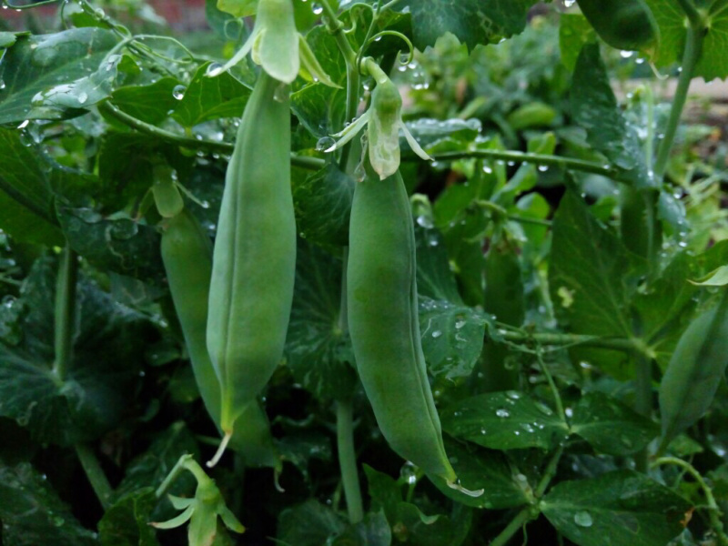 豌豆荚豌豆甜豌豆干豌豆籽籽颗粒饱满支持代发